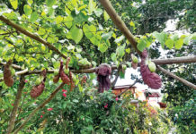 Un jardin raconté à travers les 5 sens
