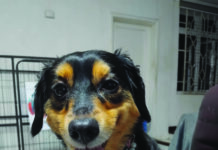 Mission : offrir une nouvelle vie