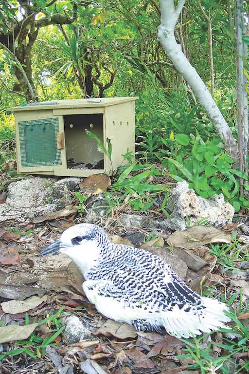 Projet Seabird: Rétablir les espèces d’oiseaux menacées