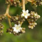 2: Fleurs d&rsquo;Harungana GP © FBV Florensjpg