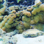 2. Corail Plerogyra sinuosa observé lors d’un relevé de terrain de validation