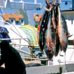 Débarquement de thons rouges