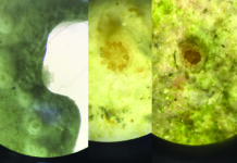 Booster la reproduction sexuée des coraux