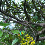 4: Fruits Harungana & insecte © Yogishah Bunsy 521