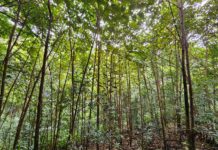 Ces pionnières qui relancent la succession écologique