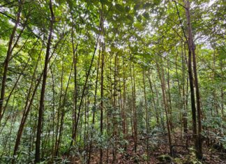 Pioneering women revive ecological succession