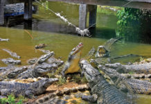 Il y a toujours du nouveau à La Vanille Nature Park
