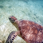 7-Les joies du snorkeling