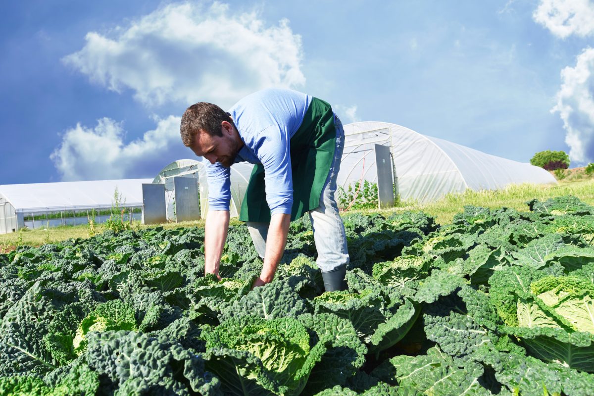 Les agriculteurs bio demandent une certification reconnue