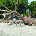 Arbre chu marée basse