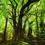 BONR_GENERAL-VIEW-1