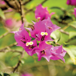 Bougainvillae