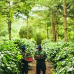 C7CE-COFFEE-TOUR-PLANTATION-07