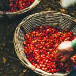 C7CE-COFFEE-TOUR-PLANTATION-10