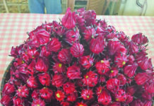 Des roselles d’excellence au Ved Holistic Care Centre