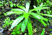 Mauritian Wildlife Foundation : Zoom sur le TAMBALACOQUE Mauritian Wildlife Foundation : Zoom sur le TAMBALACOQUE