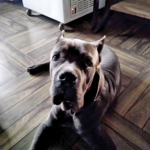 Cane Corso