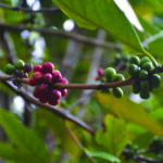 Cerises rouges et vertes_0817