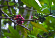 Le parfum d’une fleur de caféier