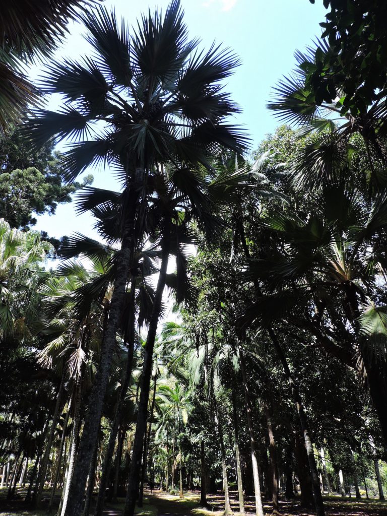 Jardin de Pamplemousses : Voyage dans le royaume végétal