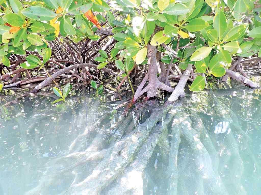 A la découverte de l'île d'Ambre en kayak