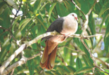 Succès pour l’élevage du pigeon des Mares Succès pour l’élevage du pigeon des Mares
