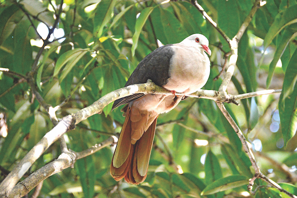 Succès pour l’élevage du pigeon des Mares