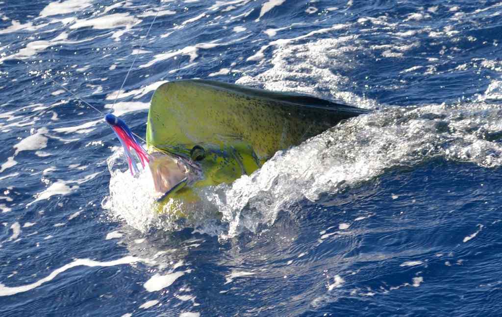 Pêche au gros à Maurice