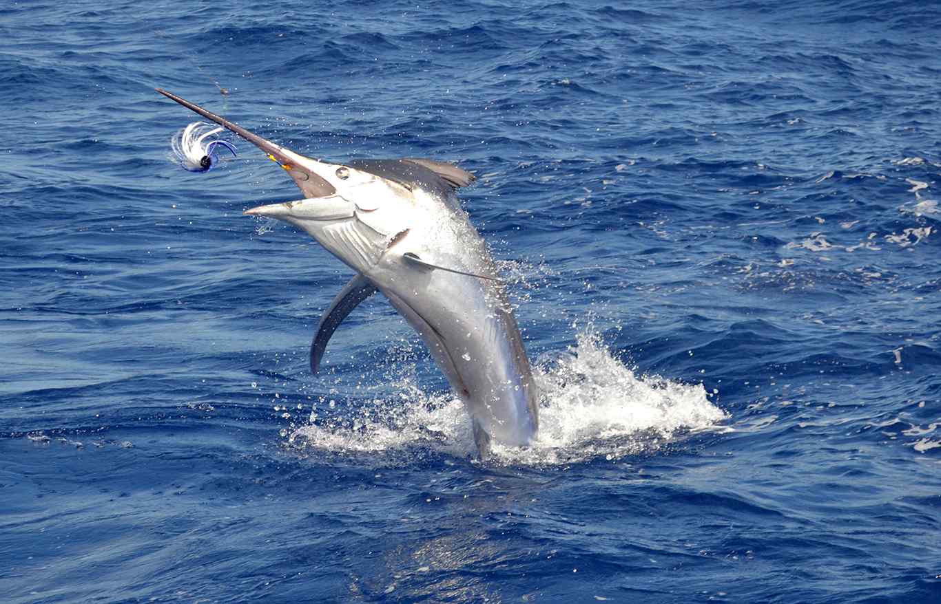 pêche au gros à Maurice