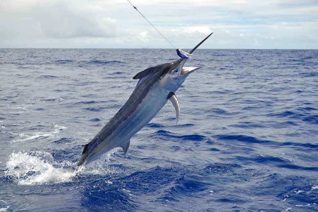 Pêche au gros à Maurice
