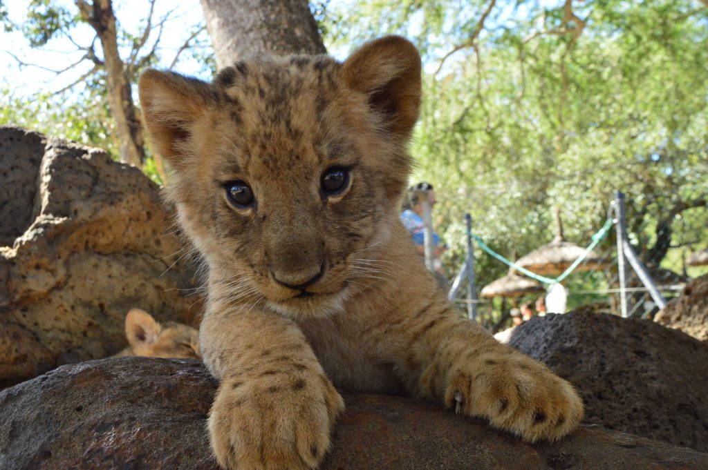 Safari Adventures à Maurice: Cinq lionceaux s’ajoutent à la famille