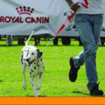 Dog show61