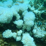 Eco-Sud Coral Bleaching Blue Bay