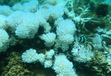 Quelques perspectives pour les récifs