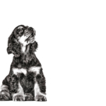 English_Cocker_Spaniel