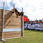 Espace_Maison_DogShow_2017_01_WEB-102