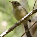 Rodrigues Warbler JDS