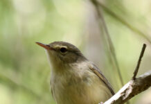 Le rebond de la fauvette et du foudi de Rodrigues