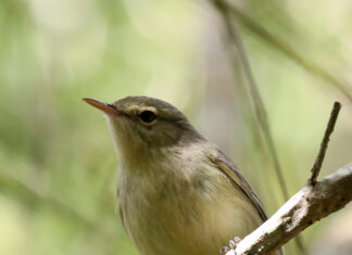 Le rebond de la fauvette et du foudi de Rodrigues