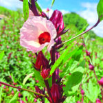 Fleurs de roselle