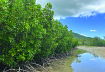 Six apicultrices dans la mangrove du Morne…