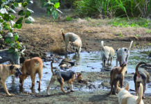 Saving from distress