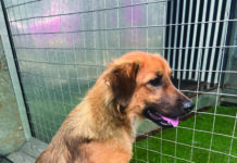 Un nouveau souffle pour Indie’s World