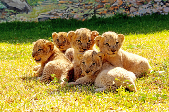 Safari Adventures à Maurice: Cinq lionceaux s’ajoutent à la famille