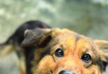 Canine love at the rendezvous…