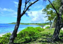 Une pépinière pour la côte sud !