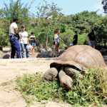 La réserve compte près de 3500 tortues