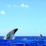 M-Spectaculaire ©Hugues Vitry (MMCO) copy