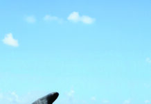 La paix pour les cachalots !