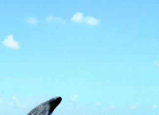 La paix pour les cachalots !